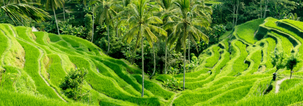 Miért marad Bali mégis verhetetlen?